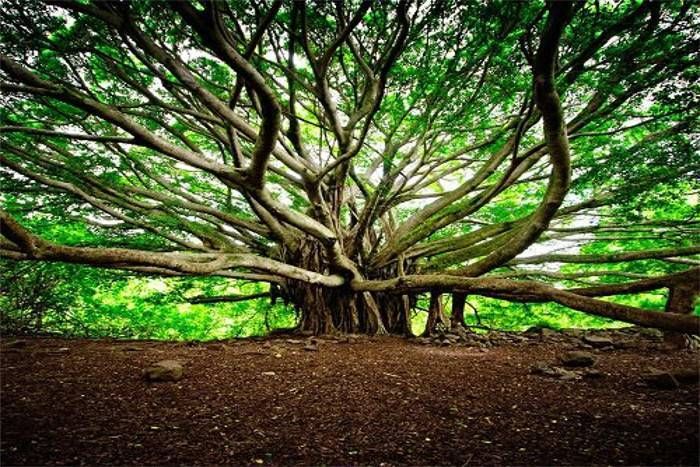 the great banyan tree Kolkata